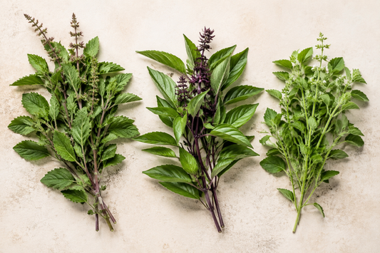 Holy basil, Thai sweet basil and hairy basil arranged side by side