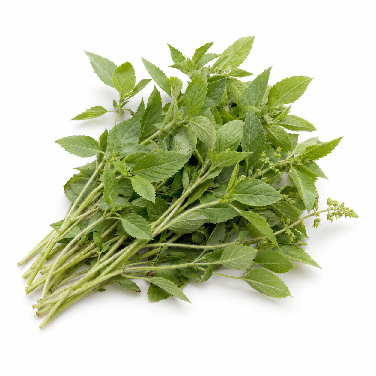 Hairy Basil | Bai Meng Rak (100g)