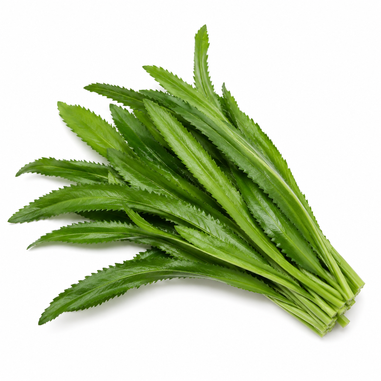 Culantro | Phak Chi Farang (100g)