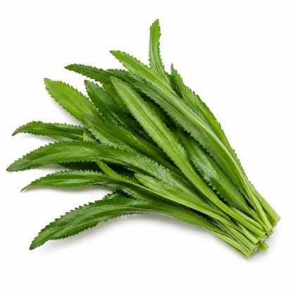 Culantro | Phak Chi Farang (100g)