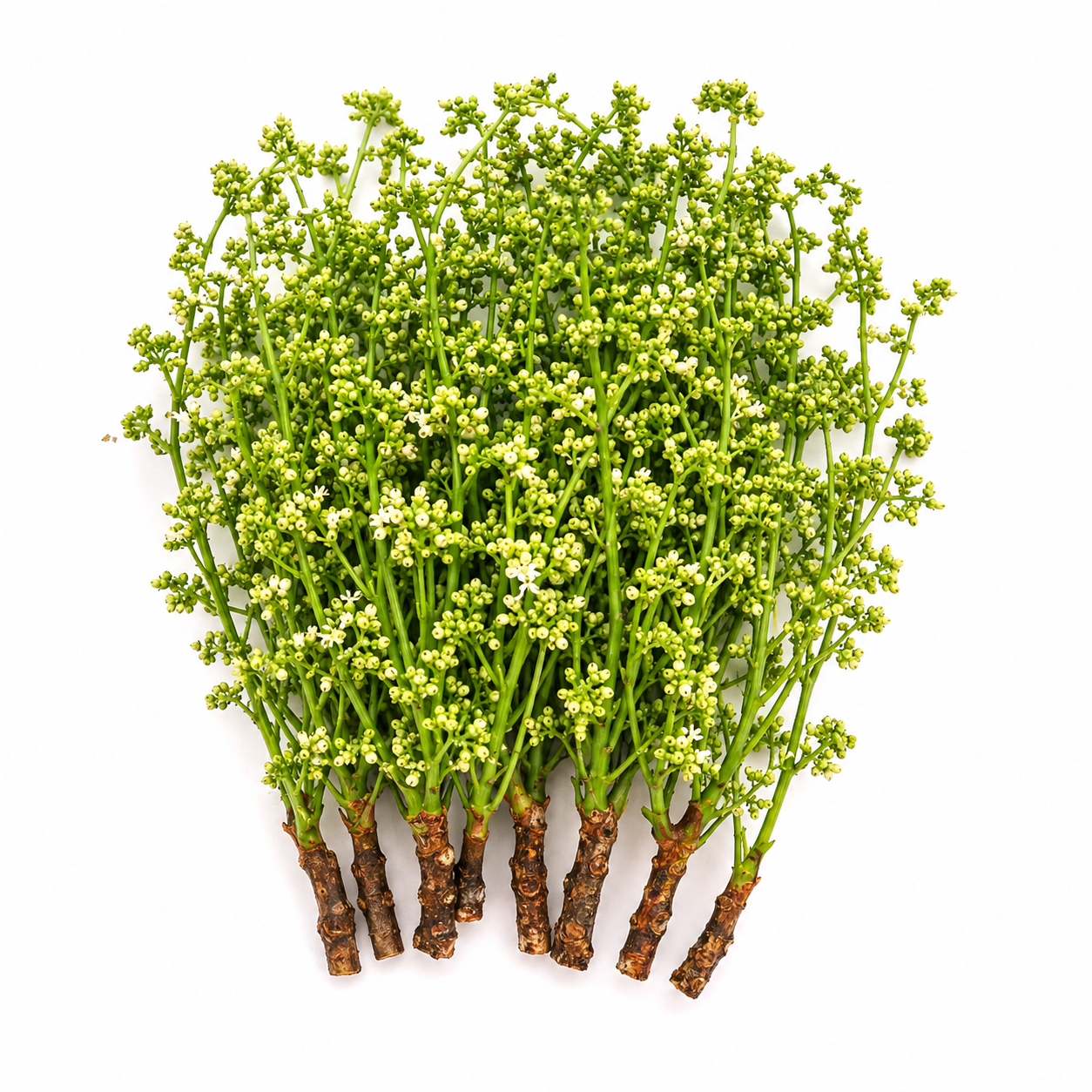 Margosa Flower | Dok Sadao (100g)